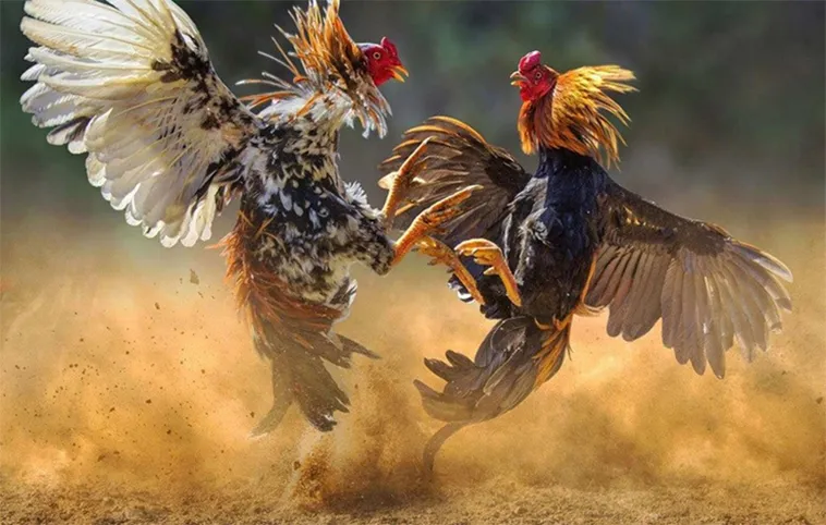 Cách Chơi Đá Gà WS168 Tại GO88 Hiệu Quả Cho Người Mới Lẫn Cao Thủ